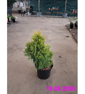 Thuja occ. 'Golden Smaragd'® C 2 L